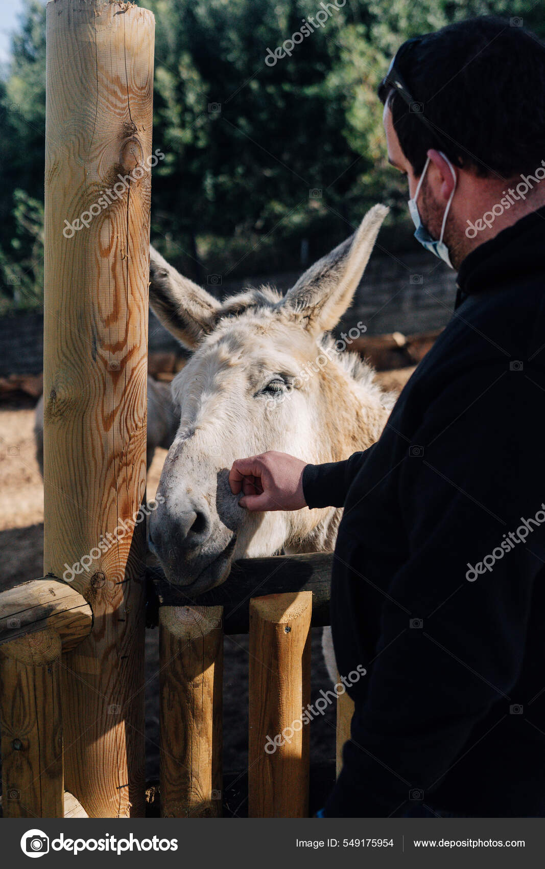 Молодой Фермер Маске Лица Ласкает Осла Стоковое Фото ©Ruben_chase.