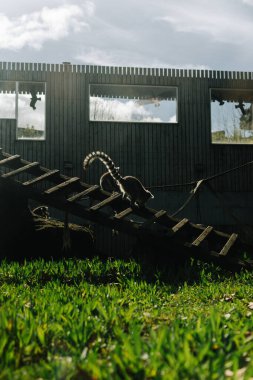 Lemurlar hayvanat bahçesinde yapay bir yaşam ortamında