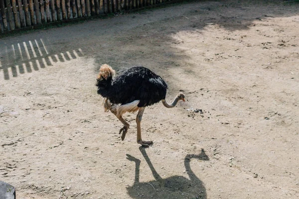 Avestruz Caminando Sobre Tierra Zoológico —  Fotos de Stock