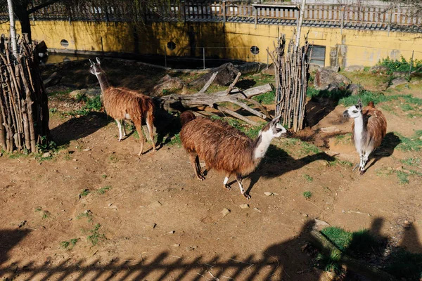 Група Лама Штучному Середовищі Проживання Зоопарку — стокове фото