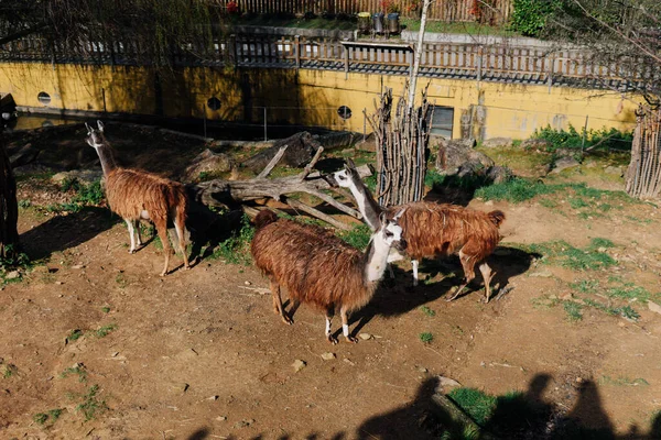 Groupe Lamas Sur Habitat Artificiel Dans Zoo — Photo