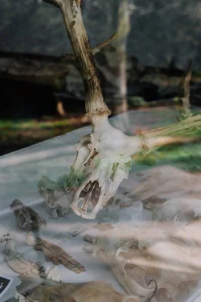 Geyik Kafatası Cam Masadaki Ekrana Bakıyor — Stok fotoğraf