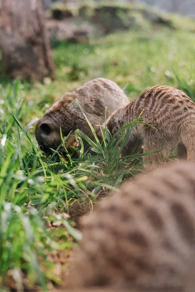 Grupo Suricata Sobre Hierba Zoológico —  Fotos de Stock