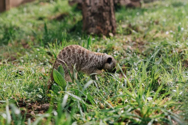 Ομάδα Meerkat Γρασίδι Ζωολογικό Κήπο — Φωτογραφία Αρχείου