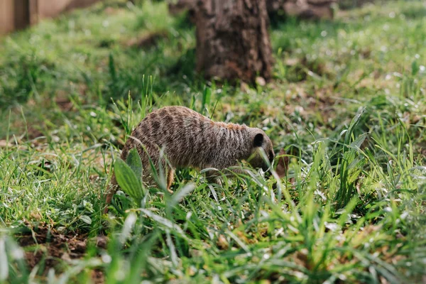 Ομάδα Meerkat Γρασίδι Ζωολογικό Κήπο — Φωτογραφία Αρχείου