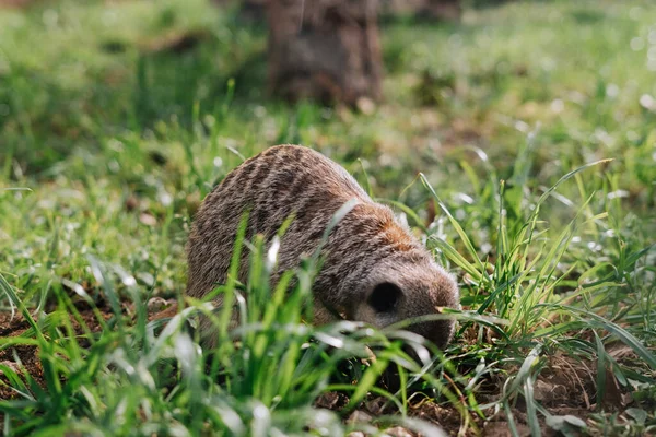 Grupo Meerkat Grama Zoológico — Fotografia de Stock