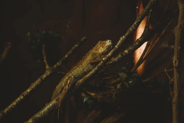 Iguana Posé Sur Une Branche Sur Habitat Artificiel Zoo — Photo