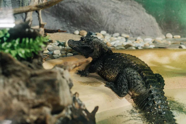 Kleines Krokodil Legt Sich Auf Künstlichen Lebensraum Eines Zoos — Stockfoto