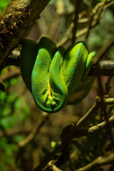 Serpiente Verde Colgando Una Rama Durmiendo —  Fotos de Stock