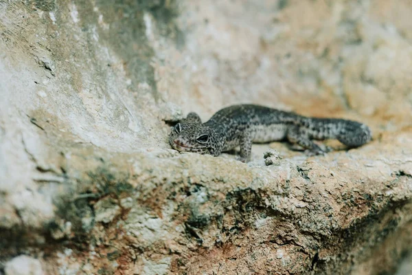 Gecko Leopardo Terrário — Fotografia de Stock