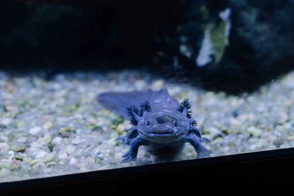 Axolotl akvaryumdaki izleyiciye bakıyor.