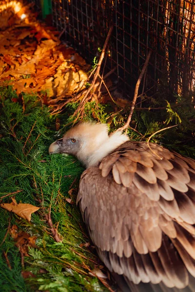 Avvoltoio Uno Zoo Sdraiato Terra — Foto Stock