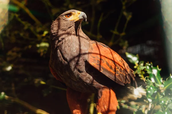 Harris Eagle Zoo Perched Branch — Stock Photo, Image