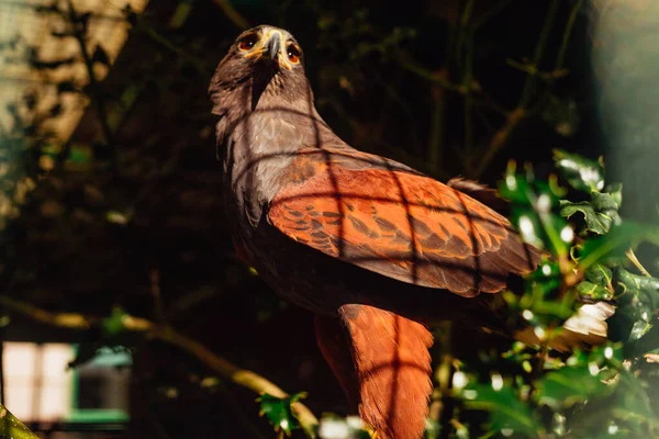 Harris Eagle Zoológico Empoleirado Ramo — Fotografia de Stock