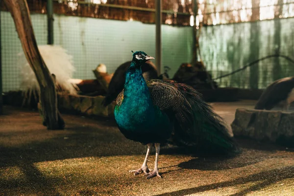 Pavo Real Interior Una Granja —  Fotos de Stock