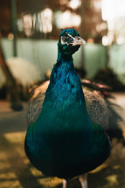 Portrait Peacock Farm Interior — Stock Photo, Image