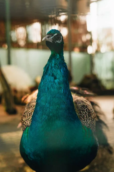 Retrato Pavo Real Interior Una Granja —  Fotos de Stock