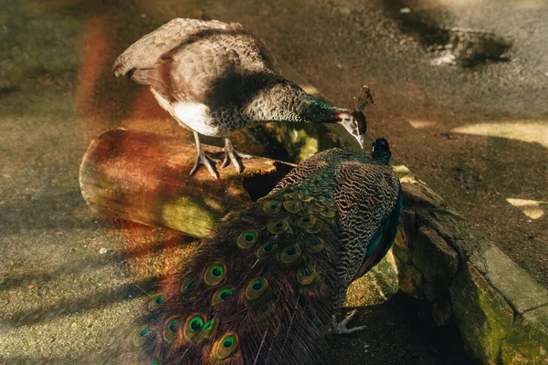 Male and female peacocks on a hatchery farm