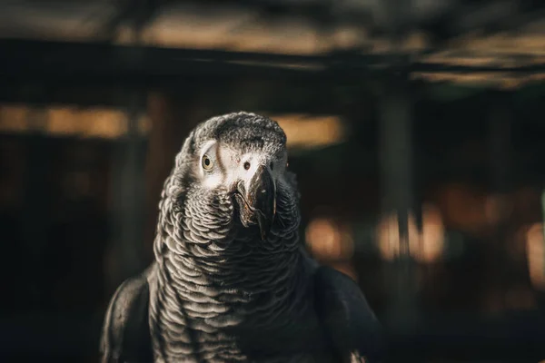 Retrato Loro Gris Cautividad —  Fotos de Stock