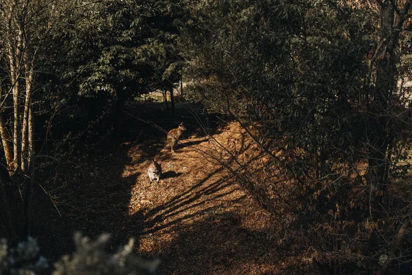 Güneşin Altında Yerde Duran Iki Valabisi Olan Bir Orman — Stok fotoğraf