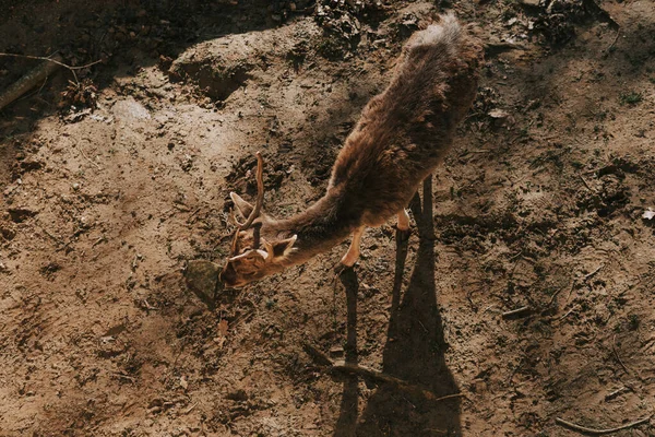 上から地面に落ちた鹿 — ストック写真
