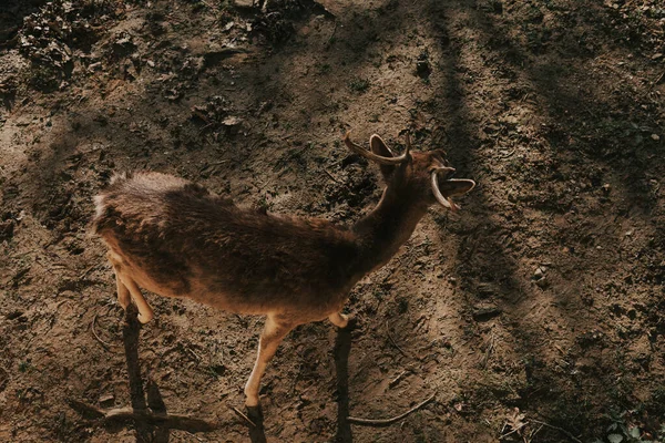 Veados Rasos Chão Cima — Fotografia de Stock