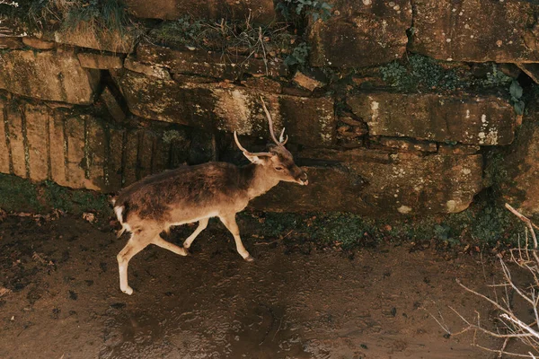 Veados Sarjeta Comendo Uma Parede — Fotografia de Stock