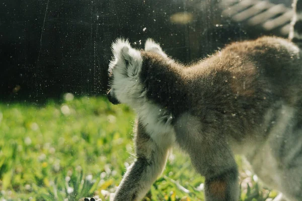 Maki Een Kunstmatige Habitat Een Dierentuin — Stockfoto