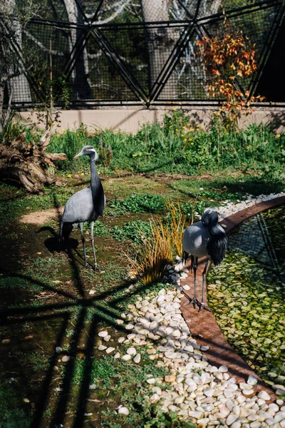 Coppia Gru Demoiselle Habitat Artificiale — Foto Stock