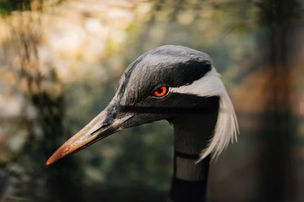 Demoiselle Crane Ritratto Ravvicinato Uno Sfondo Sfocato — Foto Stock