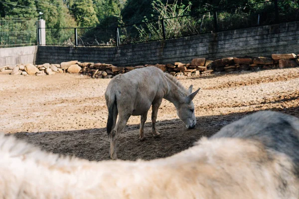 Asino Bianco Una Fattoria Che Mangia Terra — Foto Stock