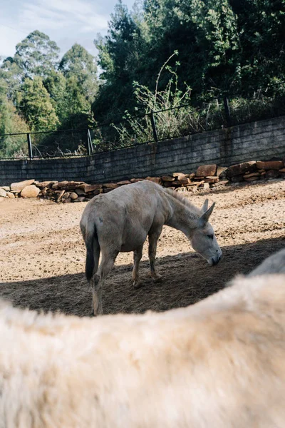 Asino Bianco Una Fattoria Che Mangia Terra — Foto Stock