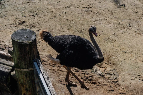 Avestruz Caminando Sobre Tierra Zoológico —  Fotos de Stock