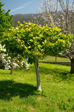 Yazın güneş ışığı altında bir tarlada yetişen küçük portakal ağacı.