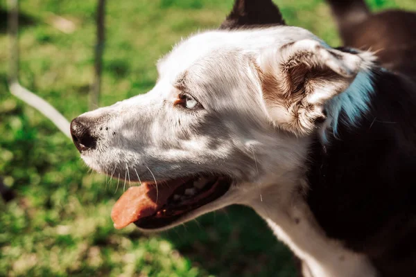 Portrait Blue Eyed Black White Dog Grass — ストック写真