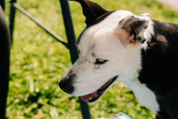 Portrait Blue Eyed Black White Dog Grass — ストック写真