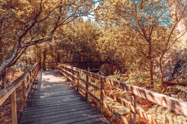 Passarel on a forest with an infrared filter in Galicia, Spain