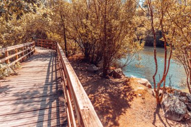 Passarel on a forest with an infrared filter in Galicia, Spain