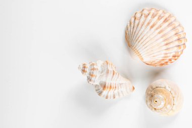 Collection of shea shells against white background with copy space