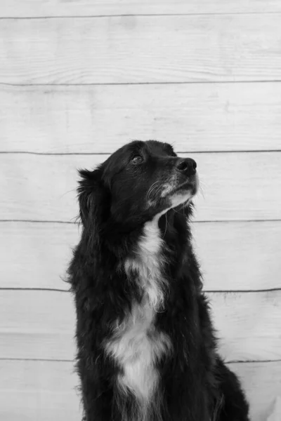 Portrait Black Dog Wood Wall — Fotografia de Stock