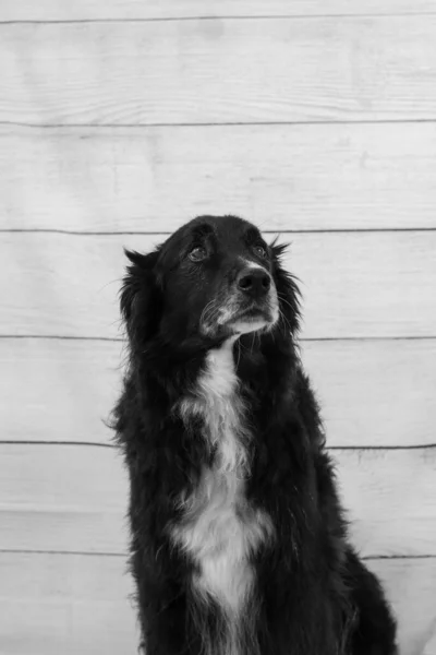 Portrait Black Dog Wood Wall — Fotografia de Stock