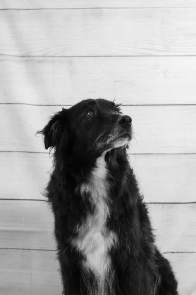 Portrait Black Dog Wood Wall — Stock Photo, Image