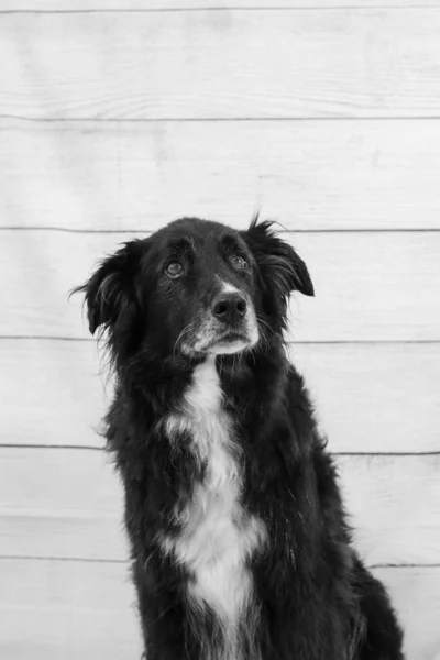 Portrait Black Dog Wood Wall — Φωτογραφία Αρχείου