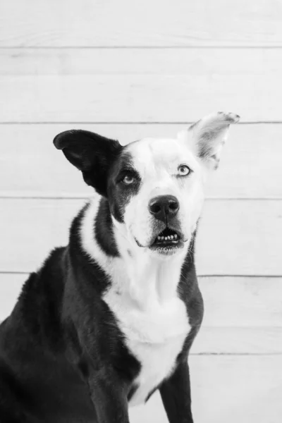 Portrait Black White Dog Wood Wall — Stock Photo, Image