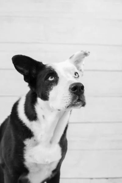 Portrait of a black and white dog against a wood wall