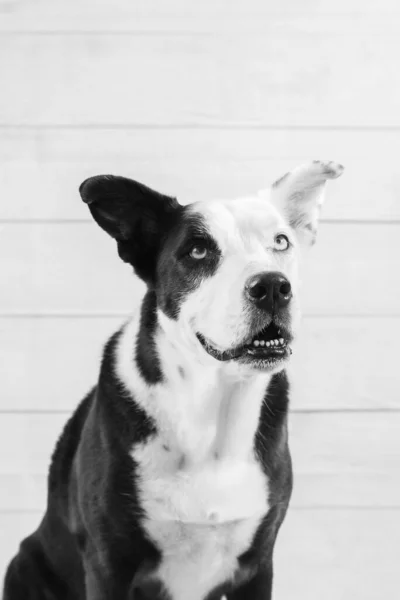 Portrait of a black and white dog against a wood wall