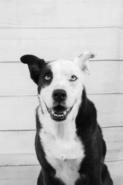 Portrait of a black and white dog against a wood wall