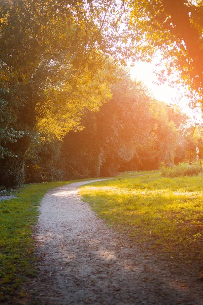 Vägen Genom Skog Sommaren Europa — Stockfoto