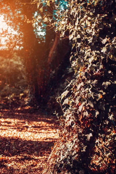 Detalj Trädstam Med Murgröna Vid Solnedgången — Stockfoto