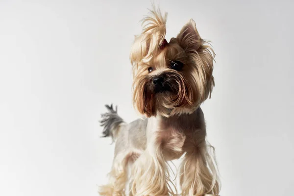 Mała fryzura psa dla zwierząt Studio — Zdjęcie stockowe